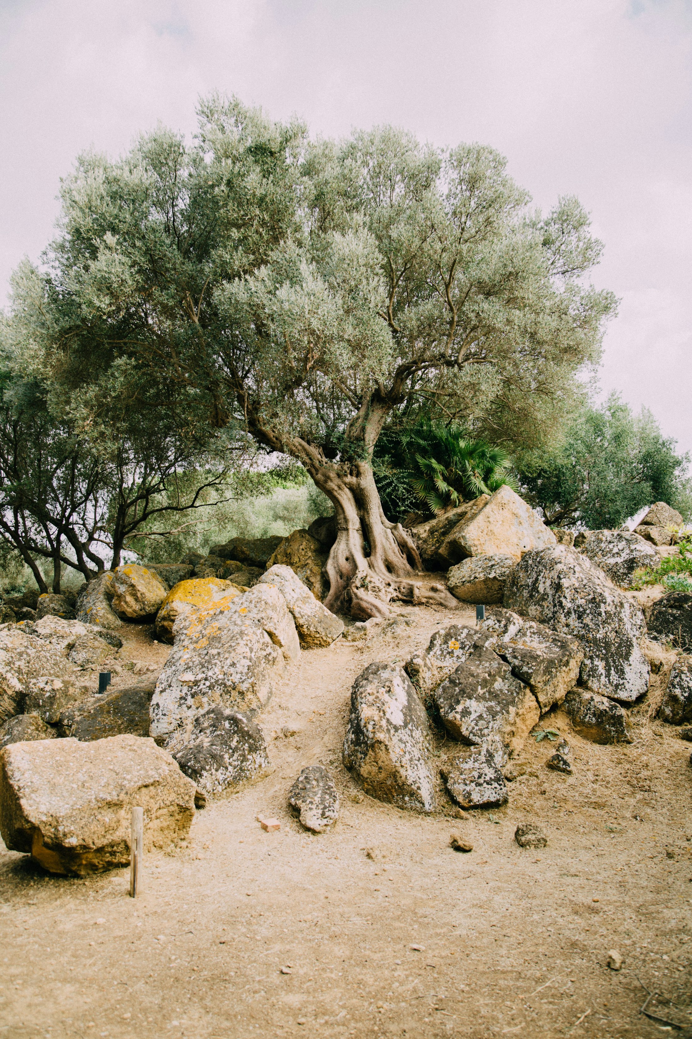 Coteaux méditerranéens plantés d'oliviers à perte de vue