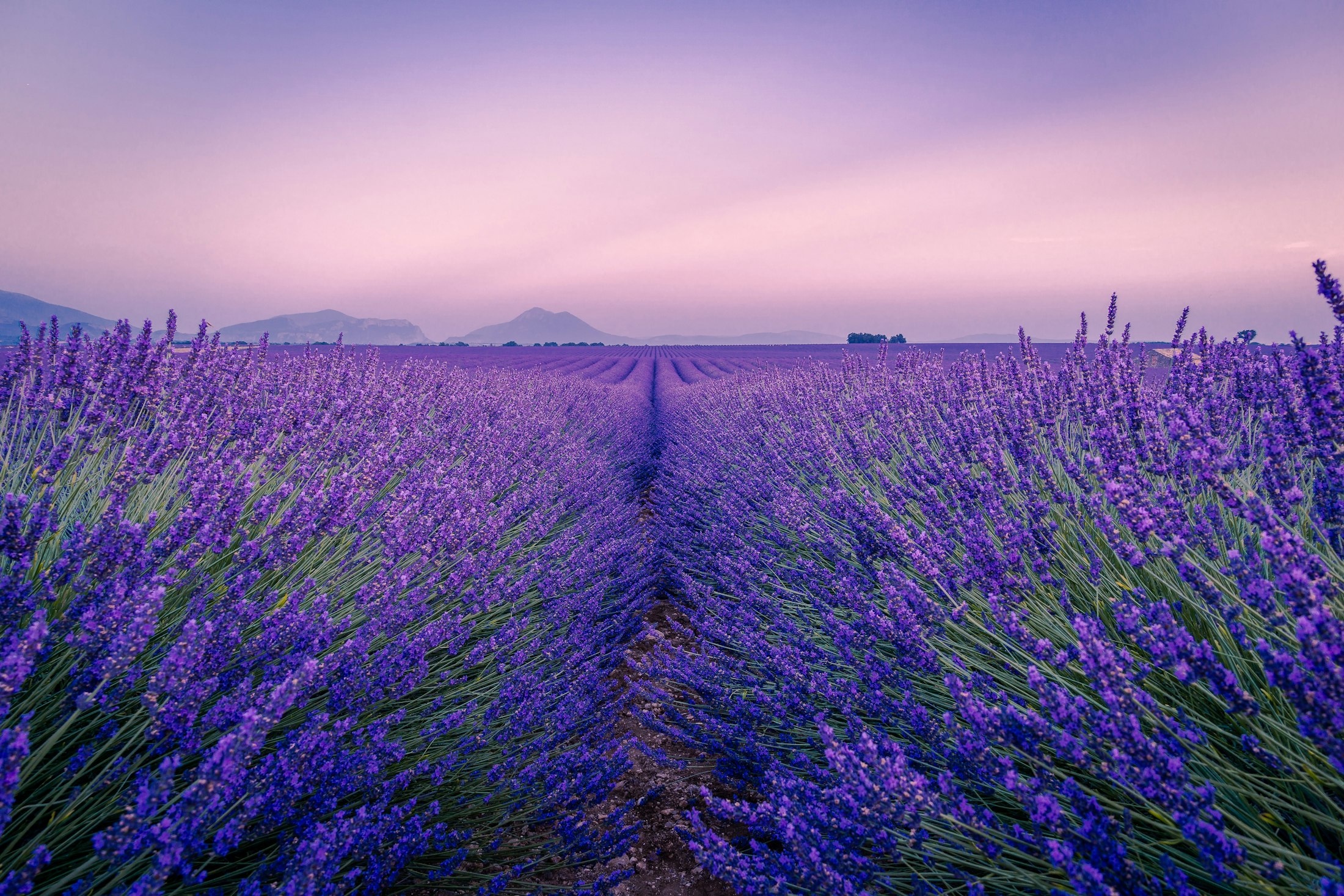 Massif aromatique · plein sud
